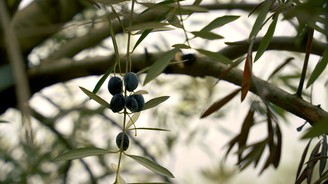 Behind the Scenes: Harvest Season at the Graza Farm!