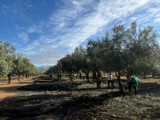 Olive Oil vs Palm Oil: Your Questions Answered
