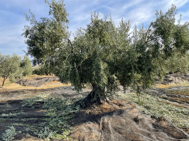 Olive Oil FAQ