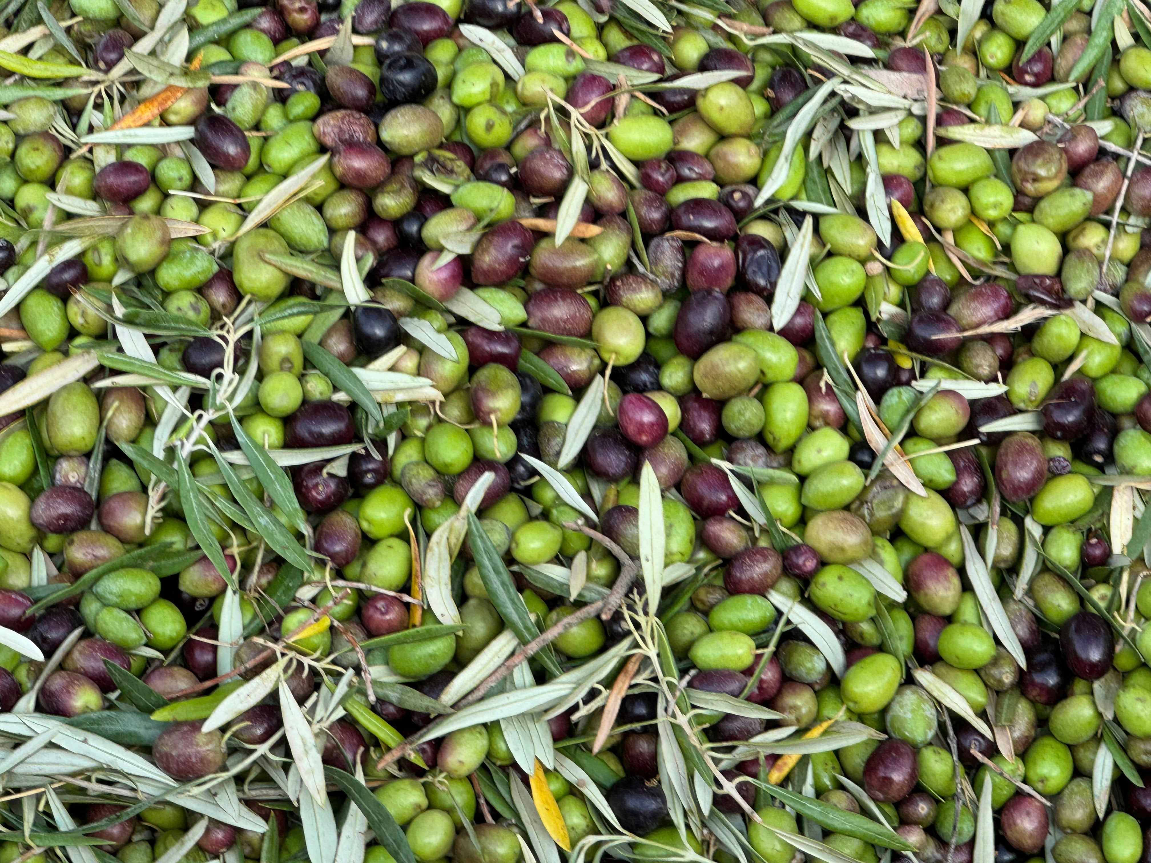 Freshly harvested olives with branches and leaves