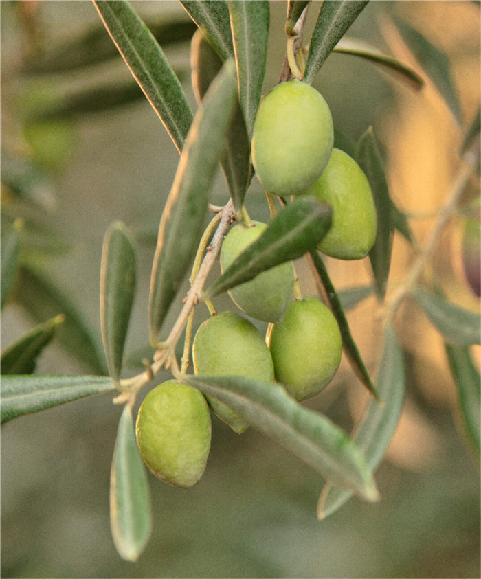  drizzle olive oil graza